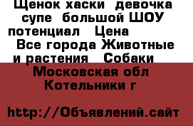 Щенок хаски, девочка супе, большой ШОУ потенциал › Цена ­ 50 000 - Все города Животные и растения » Собаки   . Московская обл.,Котельники г.